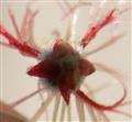  Sepals in Female Flower